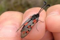 Zygaena rhadamanthus