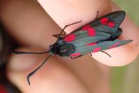 Zygaena filipendulae