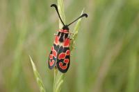 Zygaena fausta