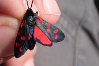 Zygaena filipendulae