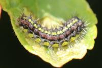 Aglaope infausta