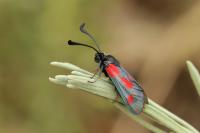 Zygaena sarpedon