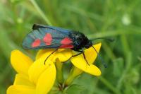 Zygaena trifolii