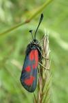 Zygaena loti