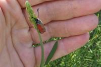 Zygaena loti