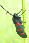 Zygaena filipendulae