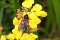 Zygaena trifolii