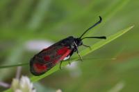 Zygaena loti