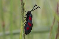 Zygaena trifolii