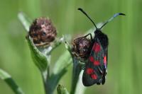 Zygaena filipendulae