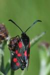 Zygaena filipendulae