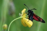 Zygaena filipendulae