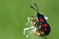 Zygaena trifolii