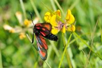 Zygaena loti