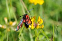 Zygaena loti