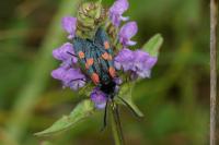 Zygaena trifolii