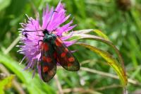 Zygaena filipendulae