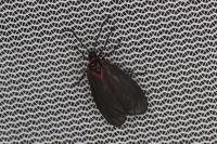 Aglaope infausta