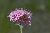 Zygaena lonicerae