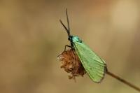 Jordanita hispanica
