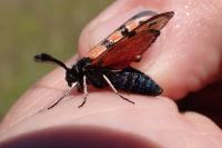 Zygaena hilaris chrysophaea