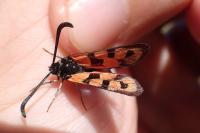Zygaena hilaris chrysophaea