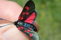 Zygaena lonicerae