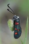 Zygaena lavandulae