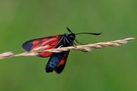 Zygaena filipendulae