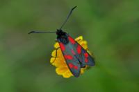 Zygaena filipendulae