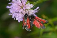 Zygaena minos/purpuralis