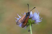 Zygaena minos/purpuralis