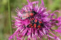 Zygaena carniolica