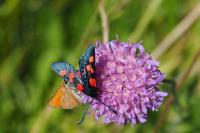 Zygaena lonicerae