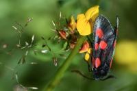 Zygaena trifolii