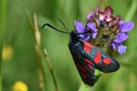 Zygaena trifolii