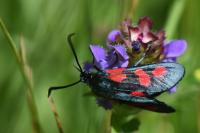 Zygaena trifolii
