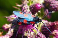 Zygaena trifolii