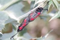 Zygaena sarpedon