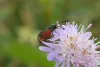 Zygaena loti