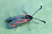 Zygaena sarpedon