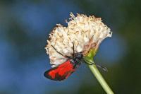 Zygaena erythrus actae