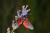 Zygaena transalpina