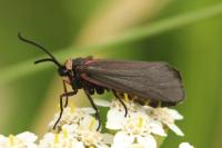 Aglaope infausta