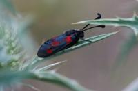 Zygaena sarpedon