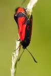 Zygaena purpuralis