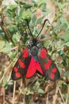Zygaena filipendulae