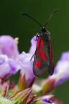 Zygaena romeo