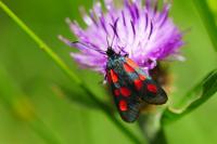Zygaena viciae