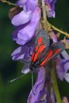 Zygaena nevadensis gallica
